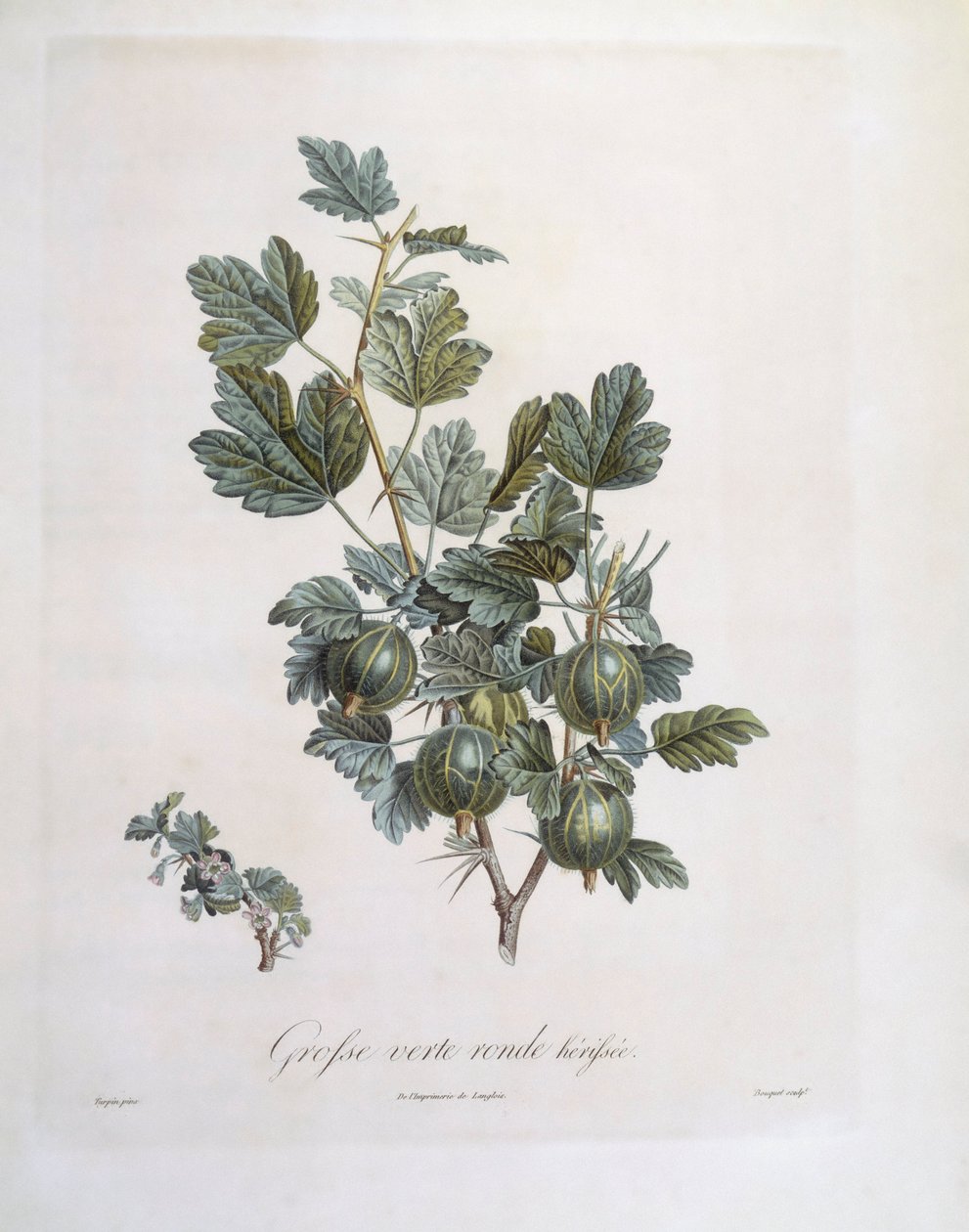 Groselha (Ribes uva-crispa), Henry Louis Duhamel du Monceau, placa botânica de Pierre Jean Francois Turpin de Pierre Jean Francois Turpin
