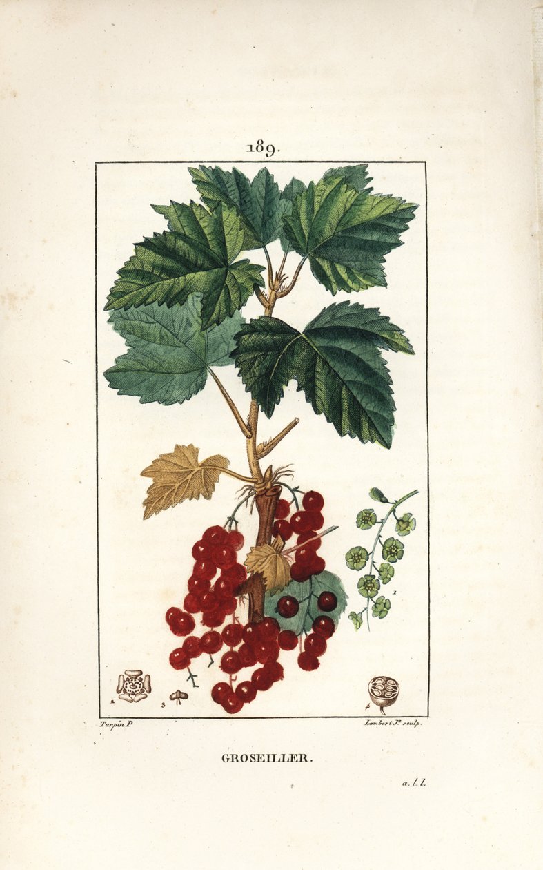 Gooseillier a cachos - Groselha vermelha, Ribes rubrum, com folha, talo, fruto e flor. Gravura em chapa de cobre colorida à mão por Lambert Junior a partir de um desenho de Pierre Jean-Francois Turpin de Chaumeton, Poiret e Chamberet, "La Flore Medicale,". de Pierre Jean Francois Turpin