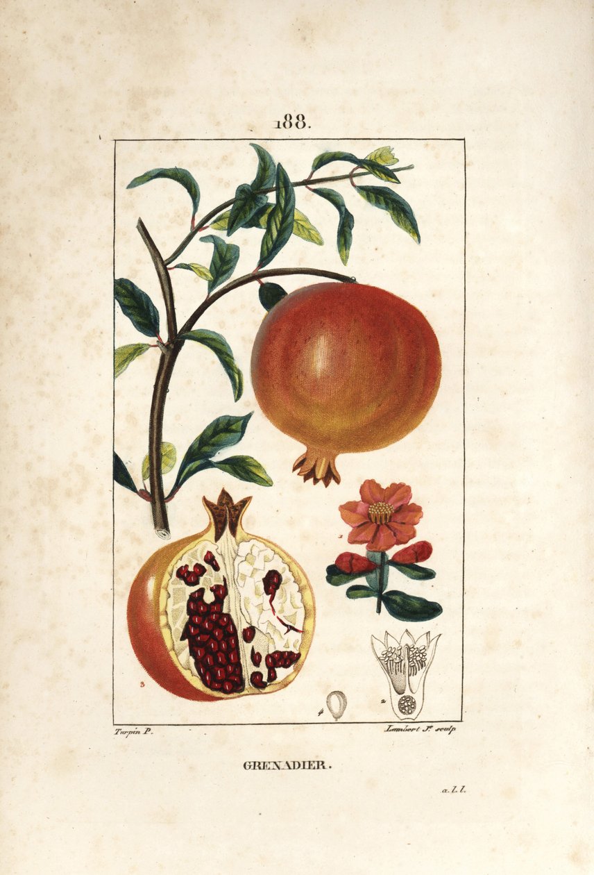 Granadeiro - romãzeira, Punica granatum, com folha, flor, fruto e secção através de frutos com sementes. Gravura em chapa de cobre colorida à mão por Lambert Junior a partir de um desenho de Pierre Jean-Francois Turpin de Chaumeton, Poiret e Chamberet. de Pierre Jean Francois Turpin