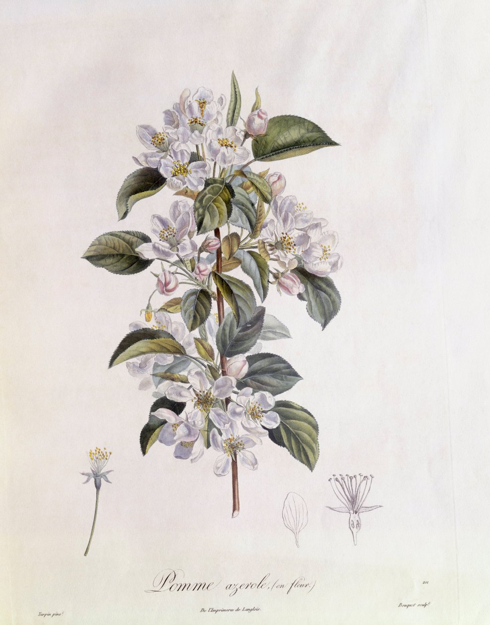 Espinheiro (Crataegus azarolus) flor Henry Louis Duhamel du Monceau, placa botânica de Pierre Jean Francois Turpin de Pierre Jean Francois Turpin