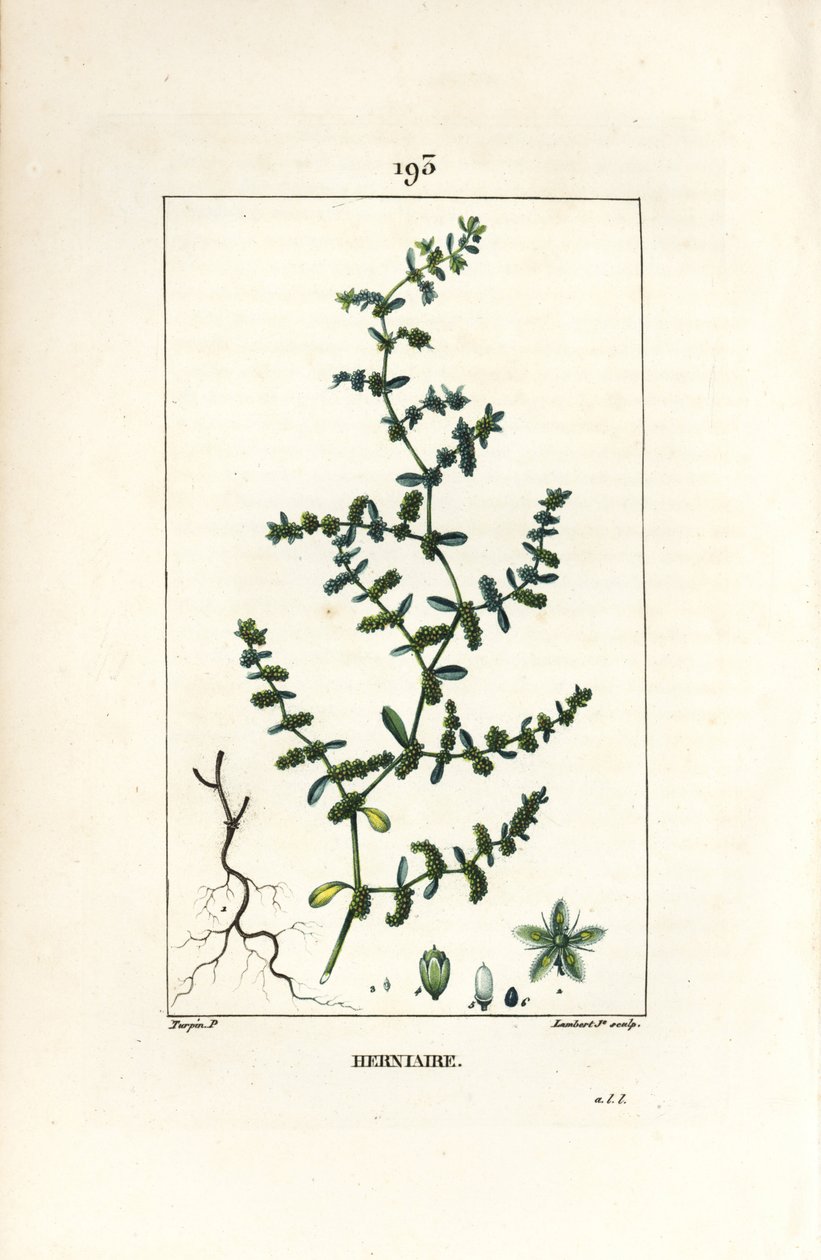 Herniário glabro ou turquesa - Ruptura de mosto, Herniaria glabra. Gravura em chapa de cobre colorida à mão por Lambert Junior a partir de um desenho de Pierre Jean-Francois Turpin de Chaumeton, Poiret e Chamberet "La Flore Medicale", Paris, Panckoucke de Pierre Jean Francois Turpin