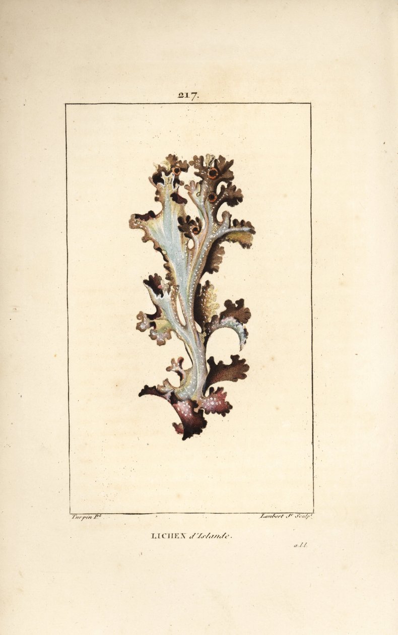Líquen da Islândia ou musgo da Islândia - Líquen da Islândia, Lichen islandicus islandicus. Gravura em chapa de cobre colorida à mão por Lambert Junior a partir de um desenho de Pierre Jean-Francois Turpin de Chaumeton, Poiret e Chamberet "La Flore Medical de Pierre Jean Francois Turpin