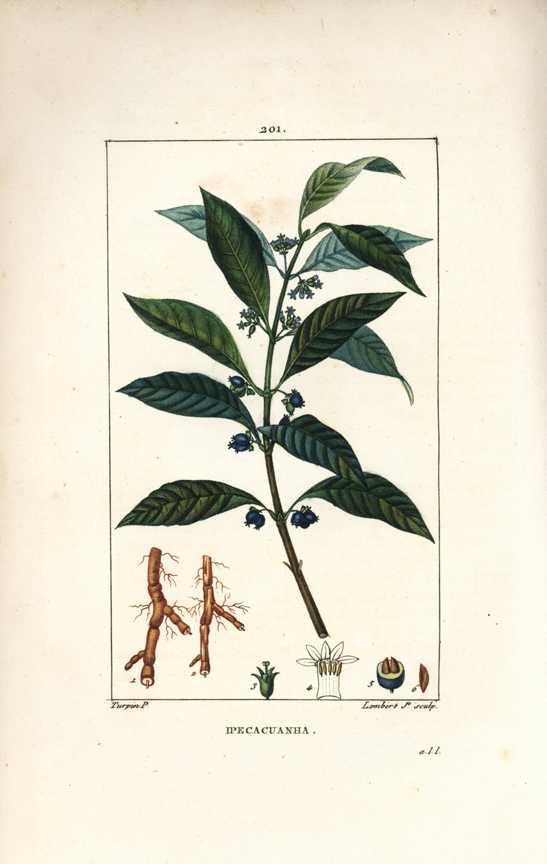 Ipeca ou Ipecacuana - Ipecacuanha, Psychotria emetica, com folha, flor e raiz. Gravura em chapa de cobre colorida à mão por Lambert Junior a partir de um desenho de Pierre Jean-Francois Turpin de Chaumeton, Poiret e Chamberet, "La Flore Medicale," Par de Pierre Jean Francois Turpin