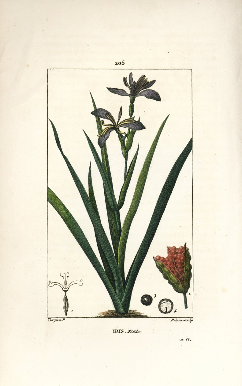 Iris fetide ou perna de íris, íris fedorenta - Iris fedorenta, Iris foetida, com flor, folha e vagem de semente. Gravura em chapa de cobre colorida à mão por Dubois a partir de um desenho de Pierre Jean-Francois Turpin de Chaumeton, Poiret e Chamberet de " de Pierre Jean Francois Turpin