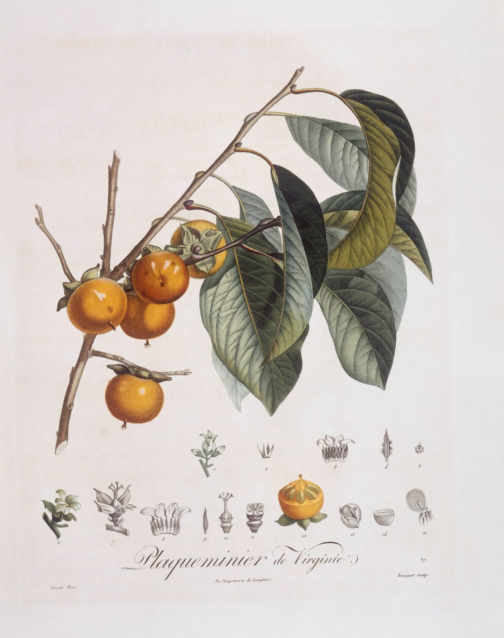 Persimmon japonês ou caqui (Diospyros caqui), Henry Louis Duhamel du Monceau, placa botânica de Pierre Jean Francois Turpin de Pierre Jean Francois Turpin