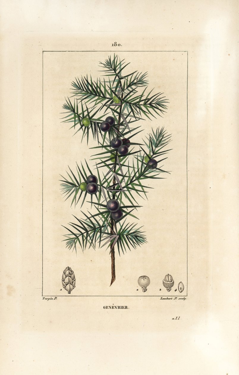 Junipereira, Juniperus vulgaris, mostrando folha, baga e caule. Gravura em chapa de cobre colorida à mão por Lambert Junior a partir de um desenho de Pierre Jean-Francois Turpin de Chaumeton, Poiret e Chamberet "La Flore Medicale", Paris, Panckoucke de Pierre Jean Francois Turpin