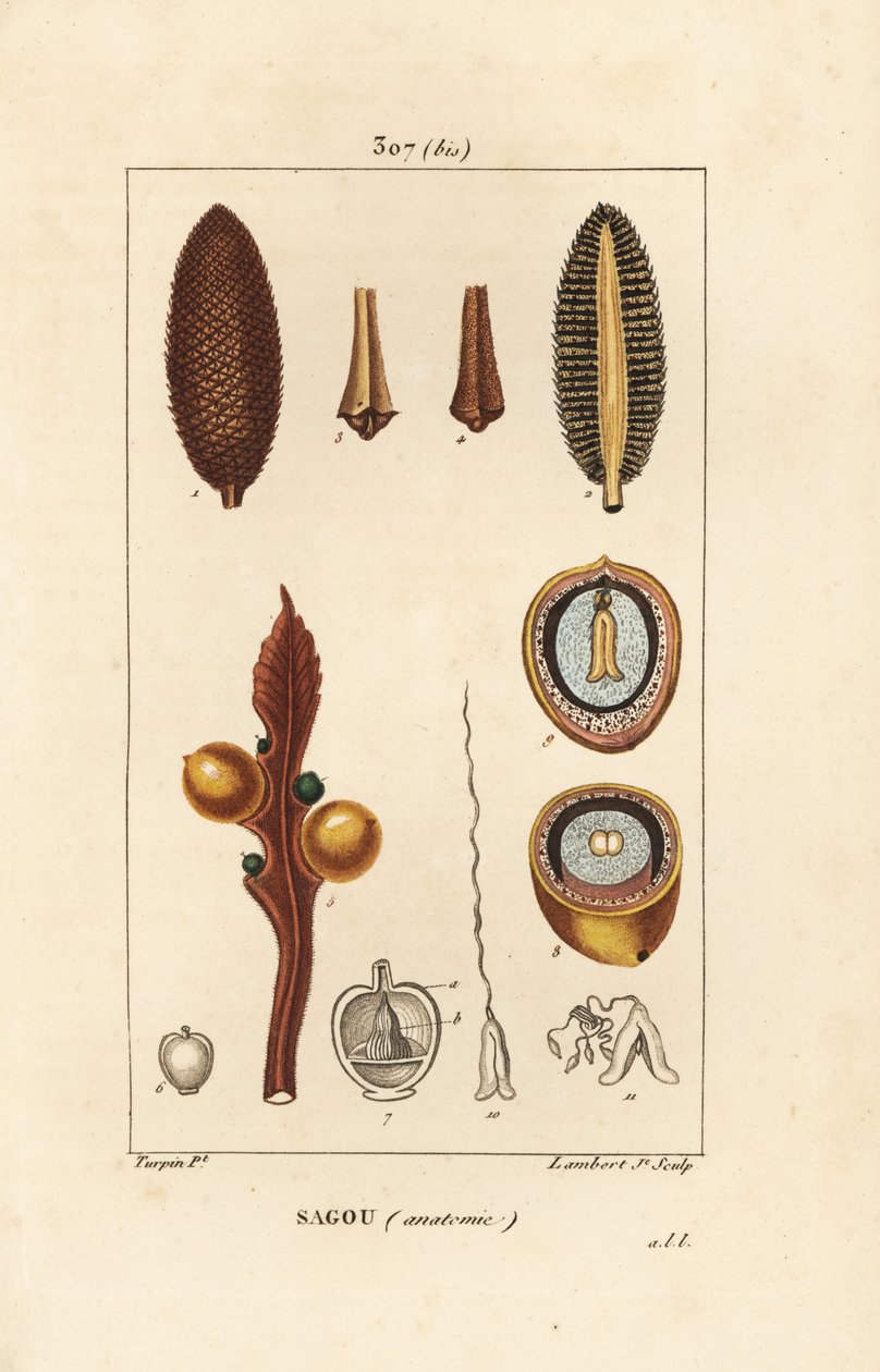 Sementes de grandes ramos ou grandes cycas - Queen sago, Cycas circinalis, mostrando semente e secção. Ameaçadas de extinção. Gravura em chapa de cobre colorida à mão por Lambert Junior a partir de um desenho de Pierre Jean-Francois Turpin de Chaumeton, Po de Pierre Jean Francois Turpin