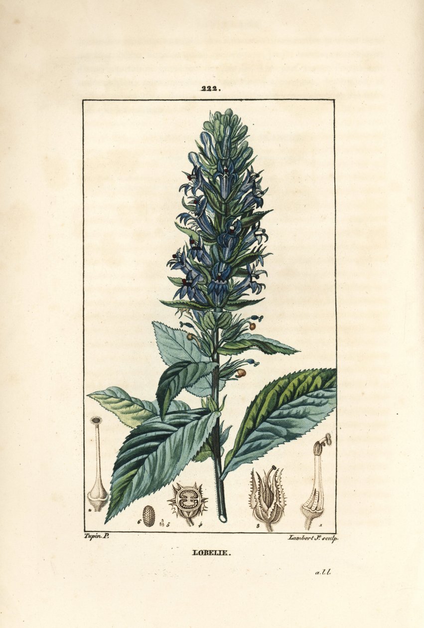 Lobelia grande ou lobelia sifilítica - Flor cardeal azul, Lobelia sifilítica. Gravura em chapa de cobre colorida à mão por Lambert Junior a partir de um desenho de Pierre Jean-Francois Turpin de Chaumeton, Poiret e Chamberet, "La Flore Medicale", Par de Pierre Jean Francois Turpin