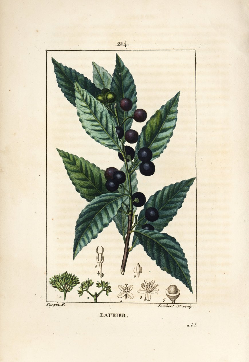 Laurissilva, Laurus nobilis, com folha, bagas e sementes. Gravura de chapa de cobre colorida à mão por Lambert Junior a partir de um desenho de Pierre Jean-Francois Turpin de Chaumeton, Poiret e Chamberet "La Flore Medicale", Paris, Panckoucke de Pierre Jean Francois Turpin