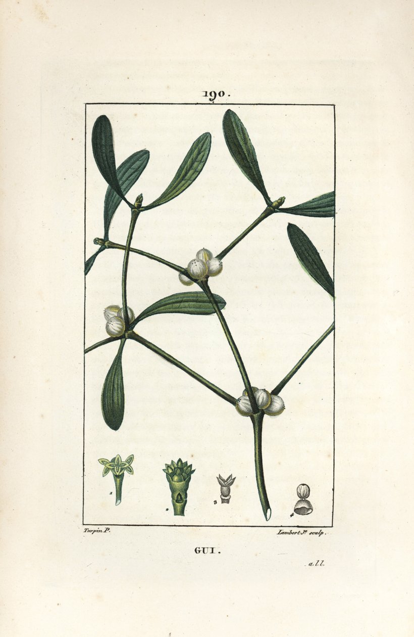 Folha de visco - Mistletoe, Vissperm album. Gravura em chapa de cobre colorida à mão por Lambert Junior a partir de um desenho de Pierre Jean-Francois Turpin de Chaumeton, Poiret e Chamberet "La Flore Medicale", Paris, Panckoucke de Pierre Jean Francois Turpin