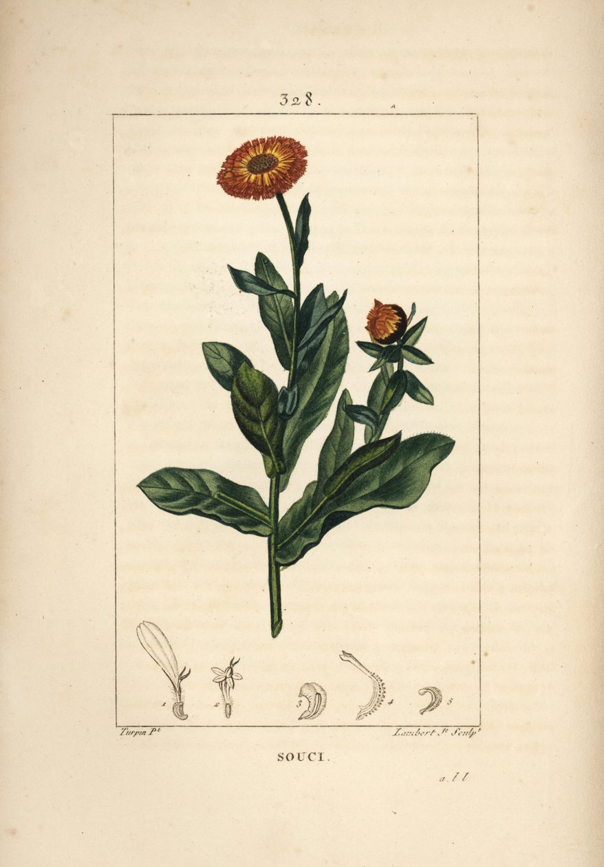 Calêndula, Calendula officinalis, com flor, folha e talo. Gravura em chapa de cobre colorida à mão por Lambert Junior a partir de um desenho de Pierre Jean-Francois Turpin de Chaumeton, Poiret e Chamberet "La Flore Medicale", Paris, Panckoucke de Pierre Jean Francois Turpin