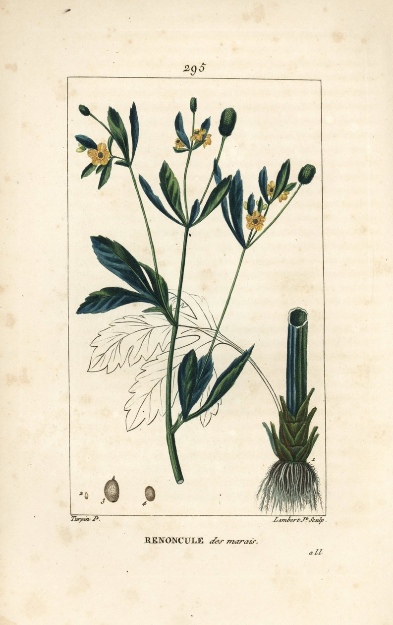Caltha do pântano, população de pântanos ou calêndula aquática - Calêndula do pântano ou pé-de-cabra do pântano, Caltha palustris (Ranunculus palustris), com flor, folha, talo, raiz e semente. Gravura em chapa de cobre colorida à mão por Lambert Júnior a p de Pierre Jean Francois Turpin