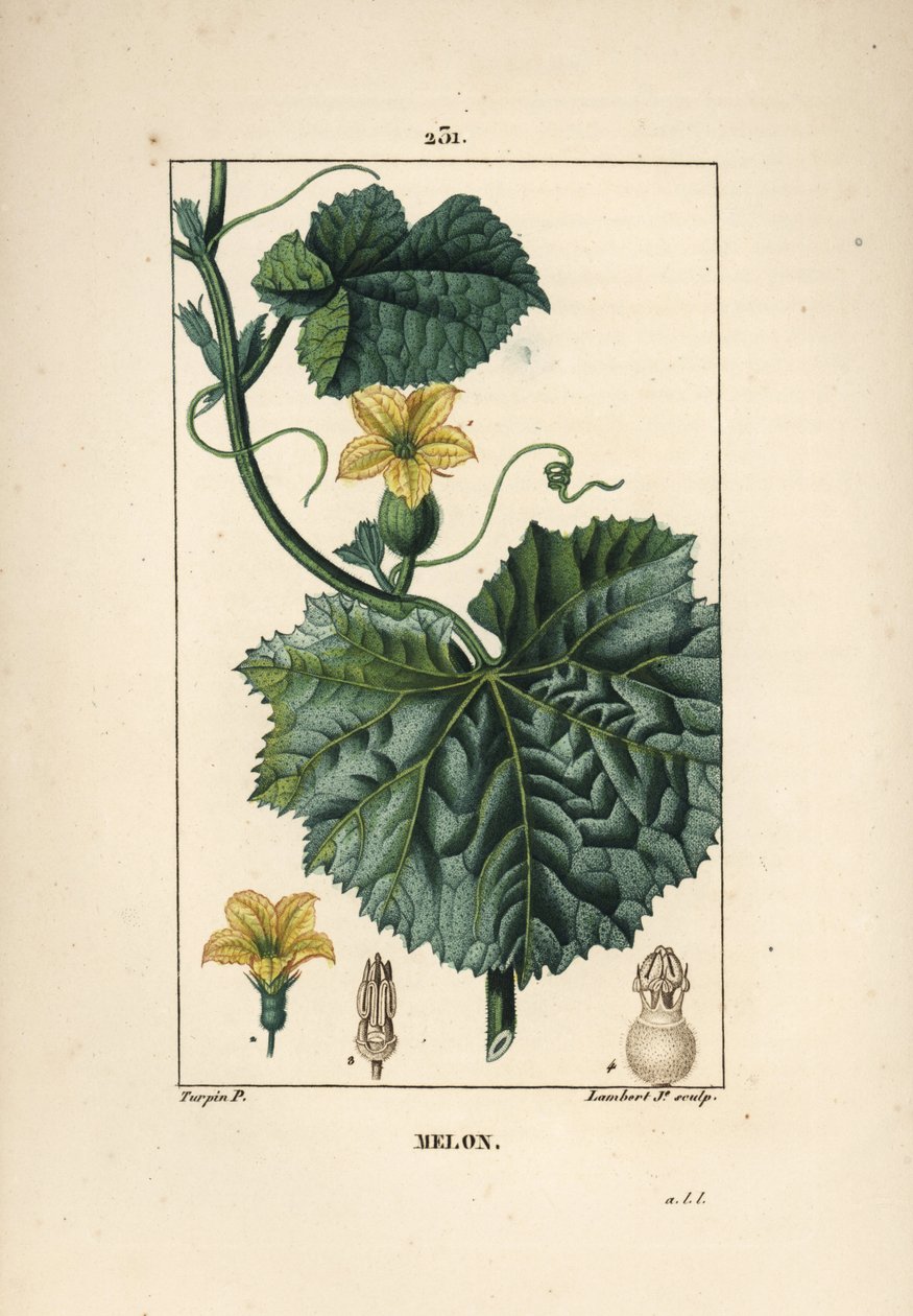 Flores de Melão - Flor de Melão, Cucumis melo, com flor, folha e tendrilha. Gravura em chapa de cobre colorida à mão por Lambert Junior a partir de um desenho de Pierre Jean-Francois Turpin de Chaumeton, Poiret e Chamberet "La Flore Medicale", Paris, Panc de Pierre Jean Francois Turpin