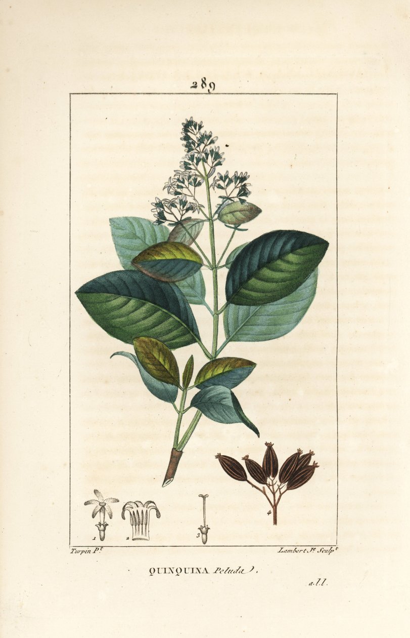 Michurago ou fruta de mono, Ladenbergia macrocarpa (Cinchona ovalifolia), com flor, folha, talo e semente. Gravura de chapa de cobre colorida à mão por Lambert Junior a partir de um desenho de Pierre Jean-Francois Turpin de Chaumeton, Poiret e Chamberet
