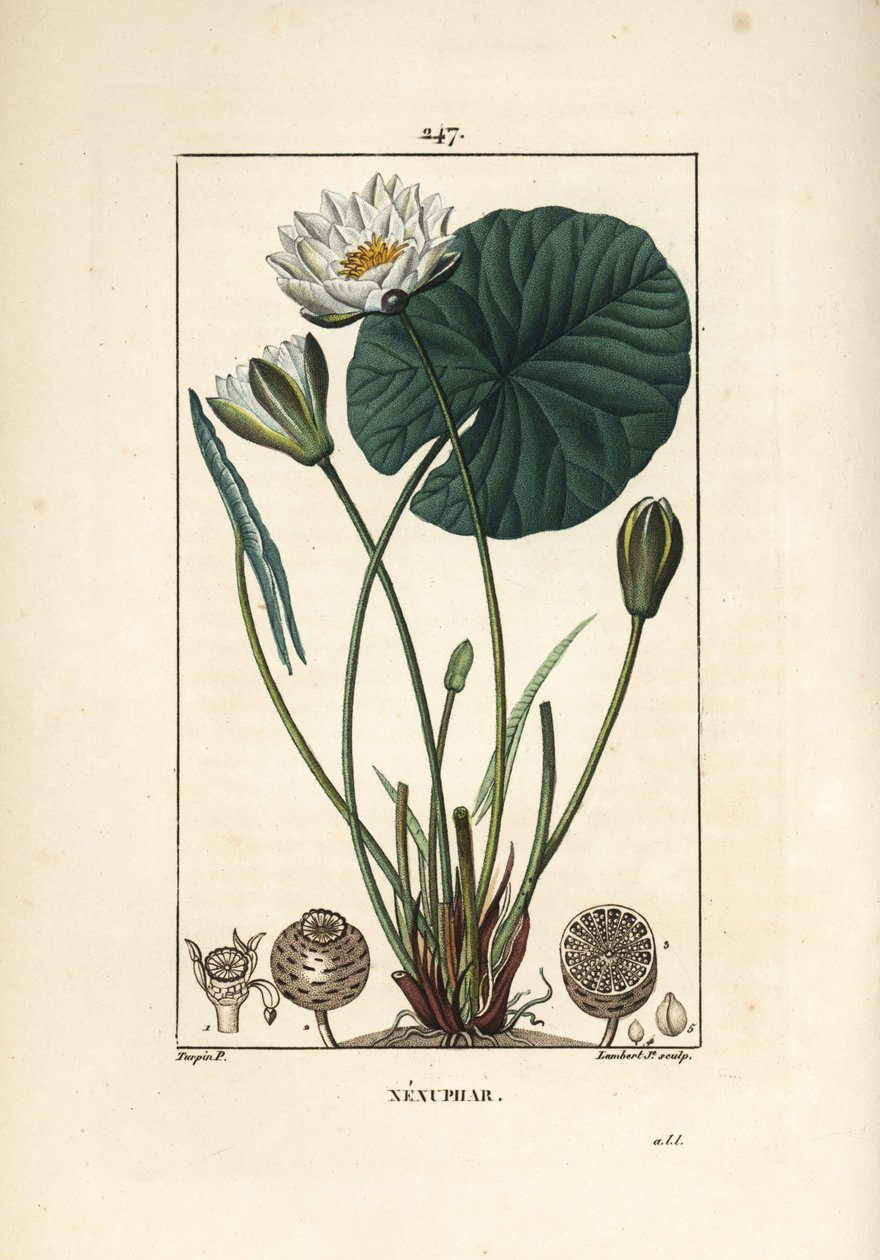 Nenuphar blanc - lírio de água branca, Nymphaea alba, com folha, flor, semente de semente e sementes. Gravura em chapa de cobre colorida à mão por Lambert Junior a partir de um desenho de Pierre Jean-Francois Turpin de Chaumeton, Poiret e Chamberet, "La Fl de Pierre Jean Francois Turpin