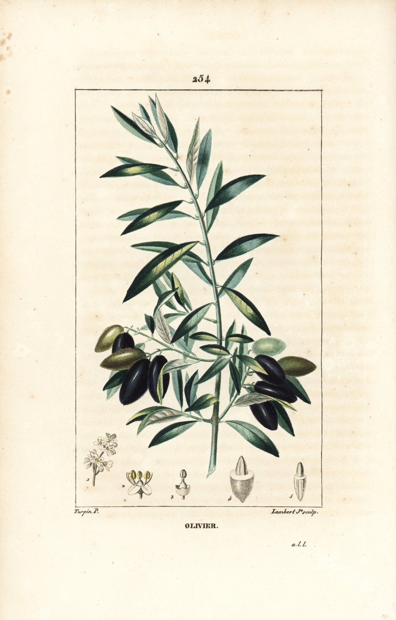 Olivier - oliveira, Olea europaea, com folha, ramo, fruto e semente. Gravura de chapa de cobre colorida à mão por Lambert Junior a partir de um desenho de Pierre Jean-Francois Turpin de Chaumeton, Poiret e Chamberet "La Flore Medicale", Paris, Panckou de Pierre Jean Francois Turpin