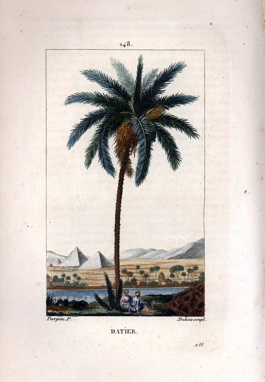 Palma a tamareira, dactylifera Phoenix, mostrando frutos e folhas contra a paisagem com pirâmides e rio. Gravura em chapa de cobre colorida por Dubois a partir de um desenho de Pierre Jean-Francois Turpin de Chaumeton, Poiret et Chamberet "La de Pierre Jean Francois Turpin