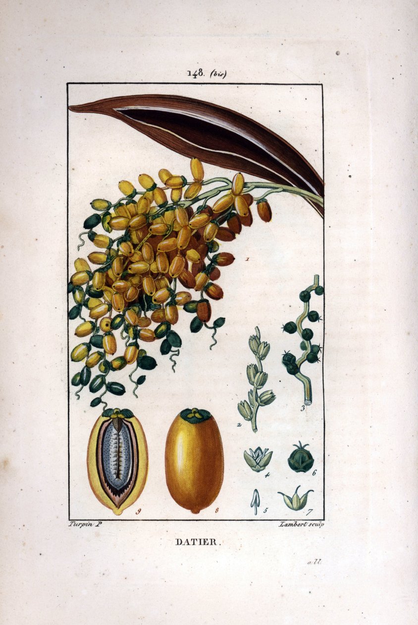 Ramos de palmeira a tâmaras - Palmeiras, Phoenix dactylifera, mostrando fruta madura em um ramo, e fruta individual em seção. Gravura de chapa de cobre colorida à mão por Lambert a partir de um desenho de Pierre Jean-Francois Turpin de Chaumeton, Poiret et de Pierre Jean Francois Turpin