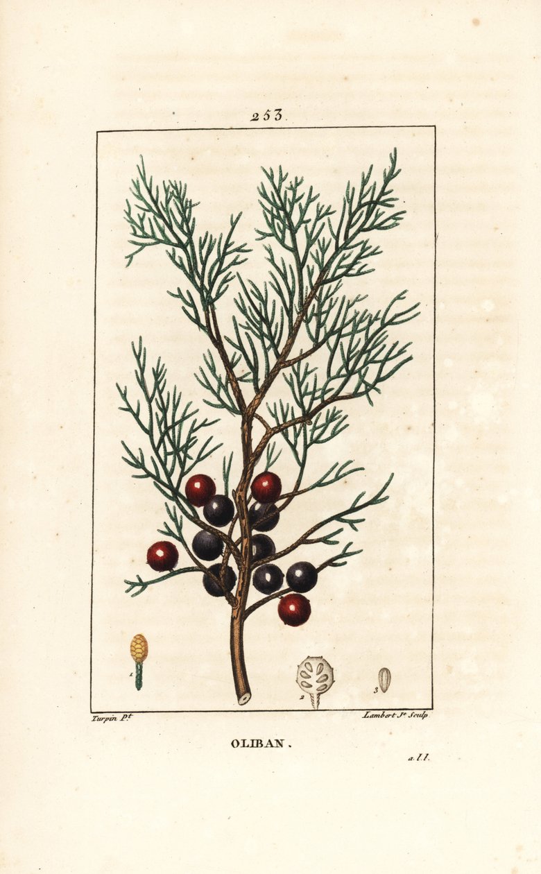 Phenicie ou Lycia Juniper ou Juniper Vermelho - Juniper Fenicean, arar ou incenso, Juniperus phoenicea, com ramo, folha e baga. Gravura em chapa de cobre colorida à mão por Lambert Junior a partir de um desenho de Pierre Jean-Francois Turpin de Chaumeton,  de Pierre Jean Francois Turpin