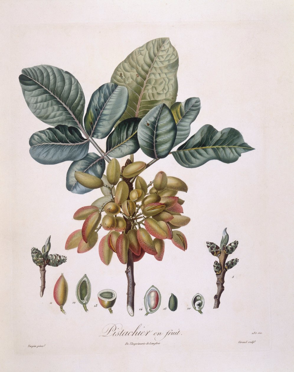 Pistachio (Pistacia vera), Henry Louis Duhamel du Monceau, placa botânica de Pierre Jean Francois Turpin de Pierre Jean Francois Turpin