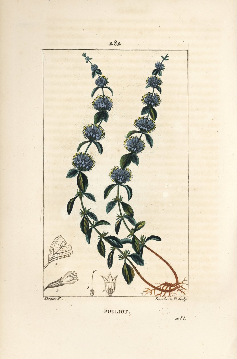 Pouliot Menta - Menta de poejo, Mentha pulegium, com flor, folha, talo, raiz e semente. Gravura em chapa de cobre colorida à mão por Lambert Junior a partir de um desenho de Pierre Jean-Francois Turpin de Chaumeton, Poiret e Chamberet "La Flore Medicale". de Pierre Jean Francois Turpin