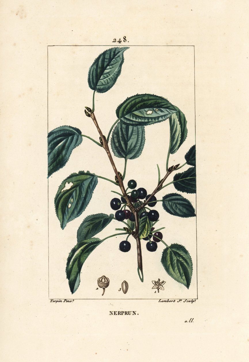 Espinheiro purgativo, espinheiro catártico ou espinheiro officinal - Espinheiro purgativo, espinheiro Rhamnus cathartica. Gravura em chapa de cobre colorida à mão por Lambert Junior a partir de um desenho de Pierre Jean-Francois Turpin de Chaumeton, Poiret de Pierre Jean Francois Turpin