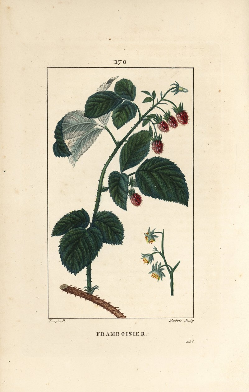 Framboesa - Framboesa, Rubus idaeus, mostrando flores, folhas, espinhos e frutos maduros. Gravura em chapa de cobre colorida à mão por Lambert Junior a partir de um desenho de Pierre Jean-Francois Turpin de Chaumeton, "La Flore Medicale", de Poiret et Cham de Pierre Jean Francois Turpin