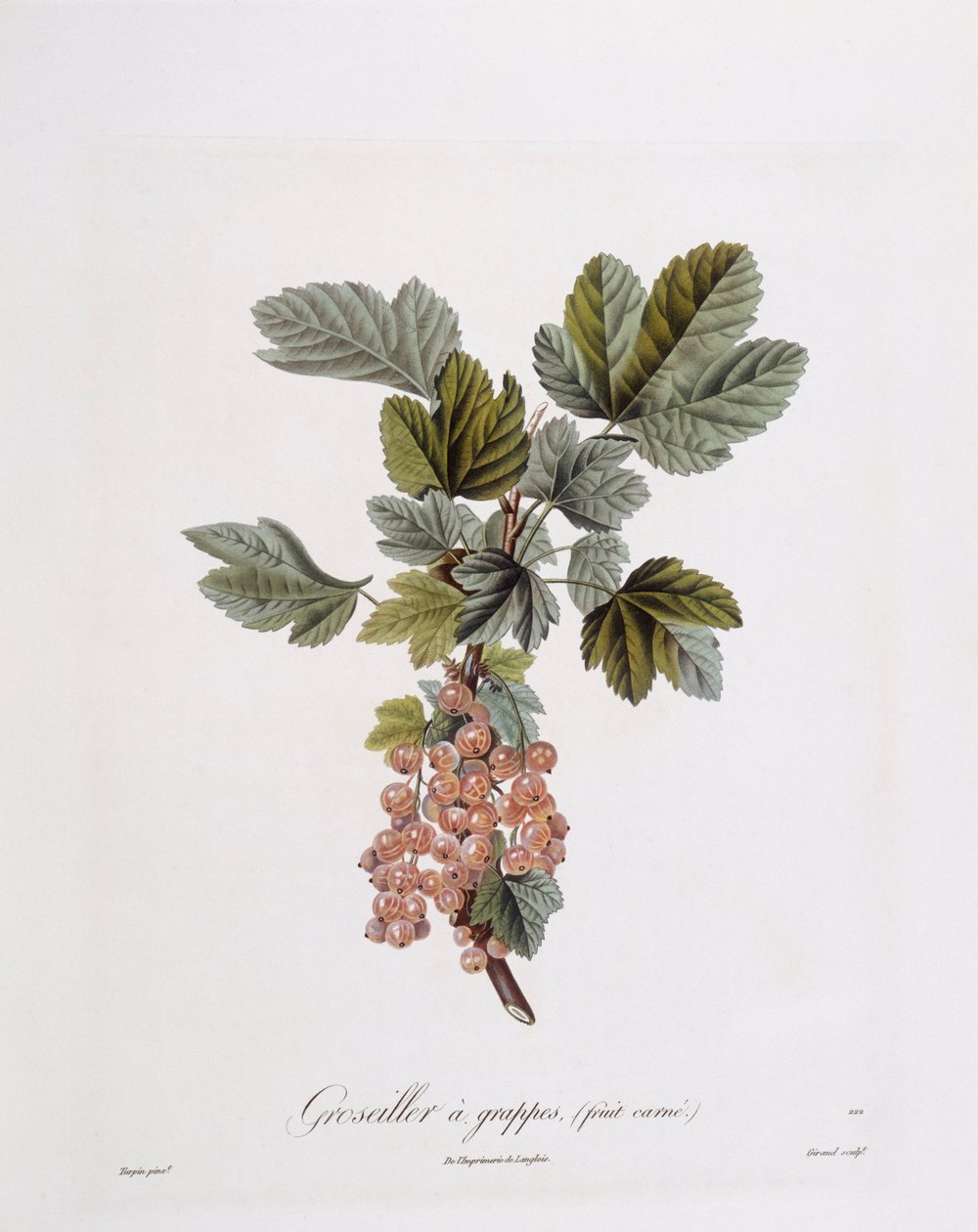 Groselha vermelha (Ribes rubrum), Henry Louis Duhamel du Monceau, placa botânica de Pierre Jean Francois Turpin de Pierre Jean Francois Turpin