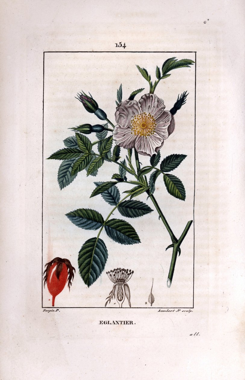 Ramo rosehip com bagas (rose hips ou rose hips) e rosa - Rosa briar selvagem, Rosa canina, com flor, botão e rosehip. Gravura de chapa de cobre colorida à mão por Lambert Junior a partir de um desenho de Pierre Jean-Francois Turpin de Chaumeton, Poiret et  de Pierre Jean Francois Turpin