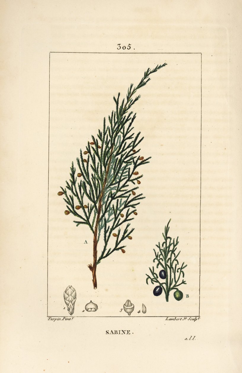 Sabine juniper, Juniperus sabina, com baga, folha, caule e semente. Gravura em chapa de cobre colorida à mão por Lambert Junior a partir de um desenho de Pierre Jean-Francois Turpin de Chaumeton, Poiret e Chamberet "La Flore Medicale", Paris, Panckoucke de Pierre Jean Francois Turpin
