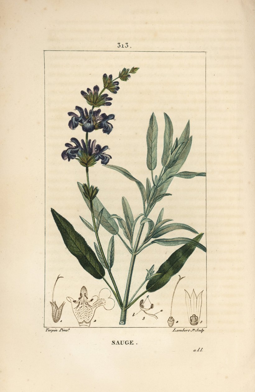Sage officinale - Sálvia officinalis, com flor, folha, talo e semente. Gravura em chapa de cobre colorida à mão por Lambert Junior a partir de um desenho de Pierre Jean-Francois Turpin de Chaumeton, Poiret e Chamberet, "La Flore Medicale,". de Pierre Jean Francois Turpin