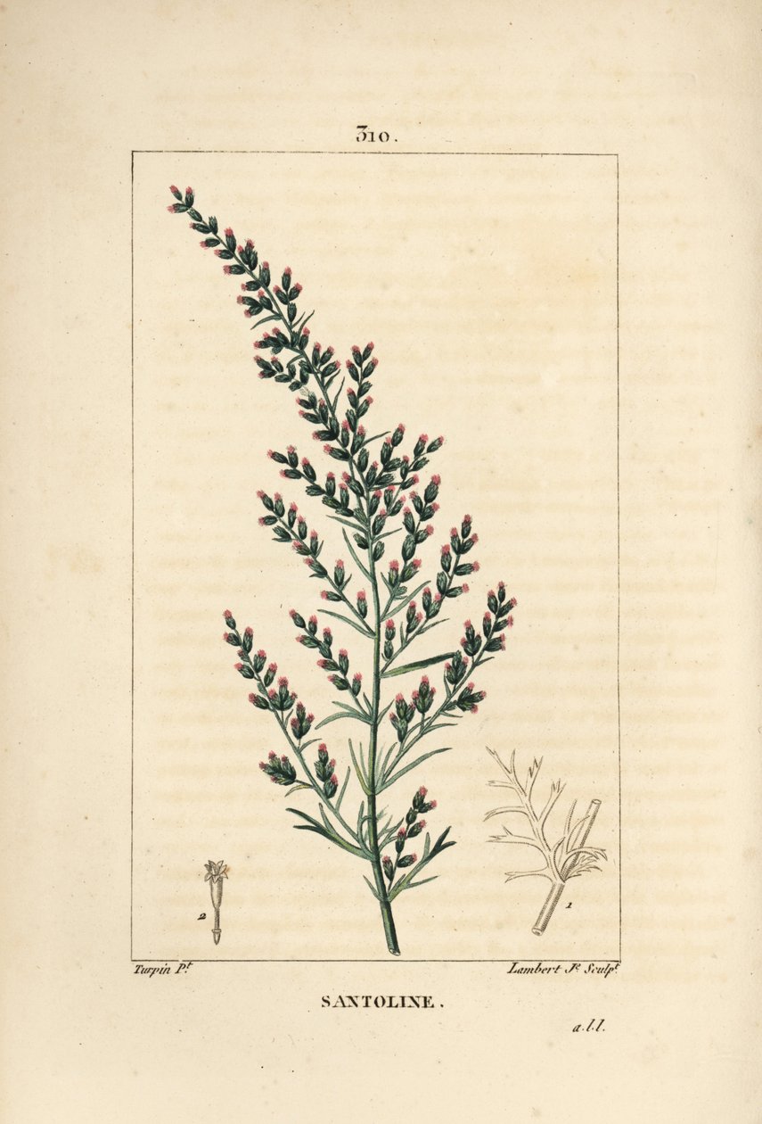 Sagebrush variete - Wormseed ou Tatarian southwood, Artemisia santonicum. Gravura em chapa de cobre colorida à mão por Lambert Junior a partir de um desenho de Pierre Jean-Francois Turpin de Chaumeton, Poiret e Chamberet "La Flore Medicale", Paris, Pa de Pierre Jean Francois Turpin