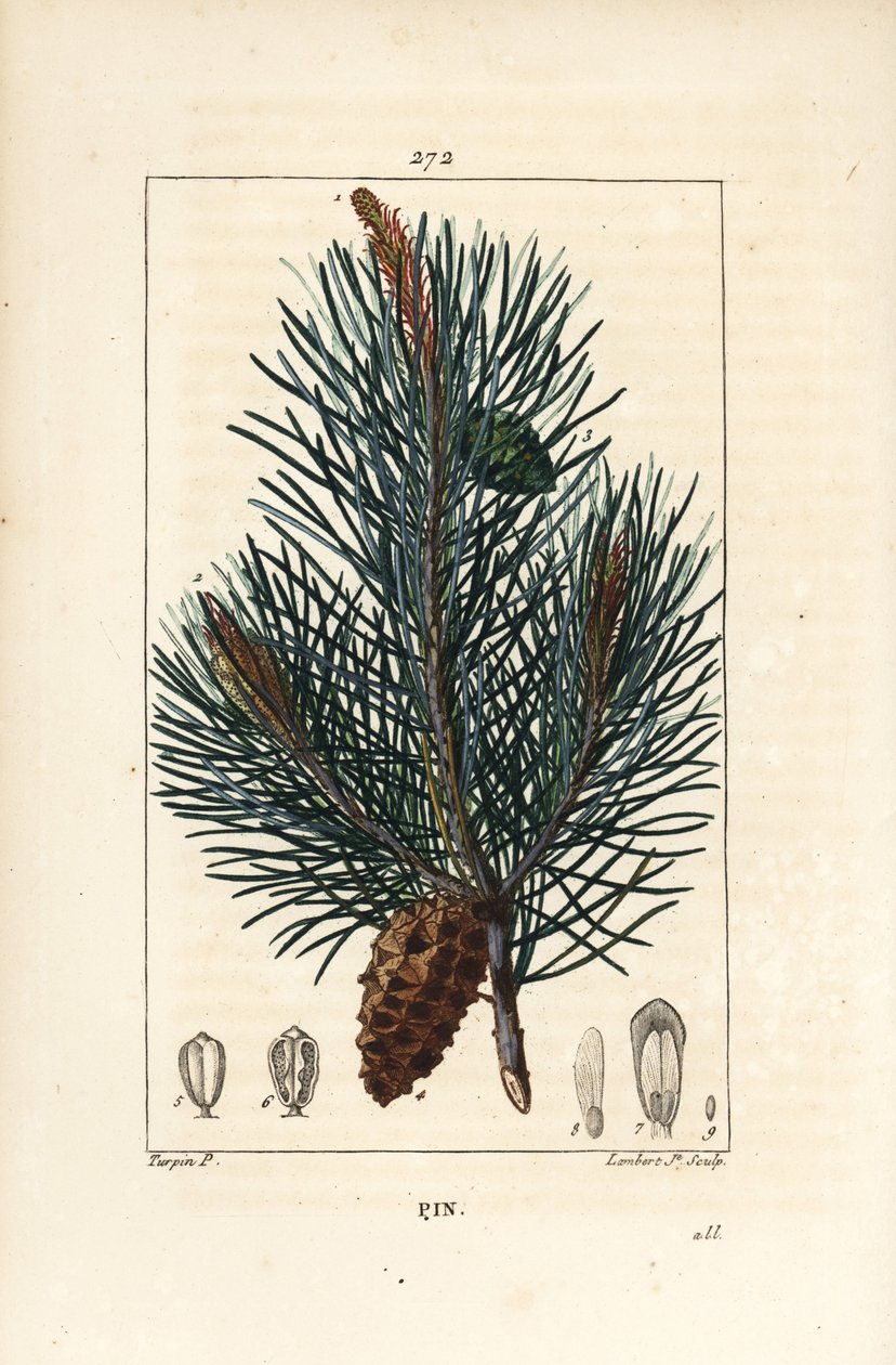 Pinheiro silvestre - Pinheiro bravo ou pinheiro silvestre, Pinus sylvestris, com ramo, agulha e pinha. Gravura em chapa de cobre colorida à mão por Lambert Junior a partir de um desenho de Pierre Jean-Francois Turpin de Chaumeton, Poiret e Chamberet de "La de Pierre Jean Francois Turpin