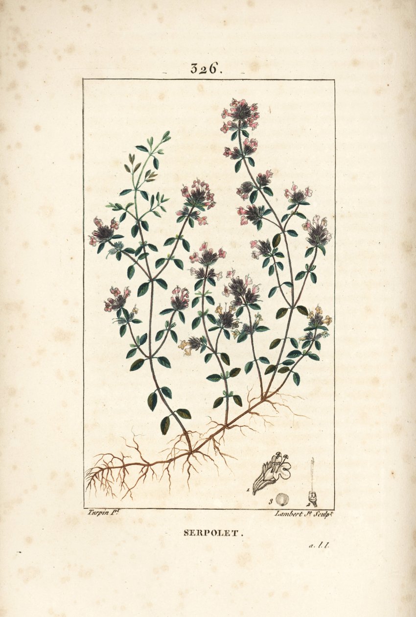 Serpoleta ou serpoleta de tomilho - Tomilho rastejante ou tomilho selvagem, Thymus serpyllum, com flor, folha, caule e raiz. Gravura em chapa de cobre colorida à mão por Lambert Junior a partir de um desenho de Pierre Jean-Francois Turpin de Chaumeton, Poi de Pierre Jean Francois Turpin