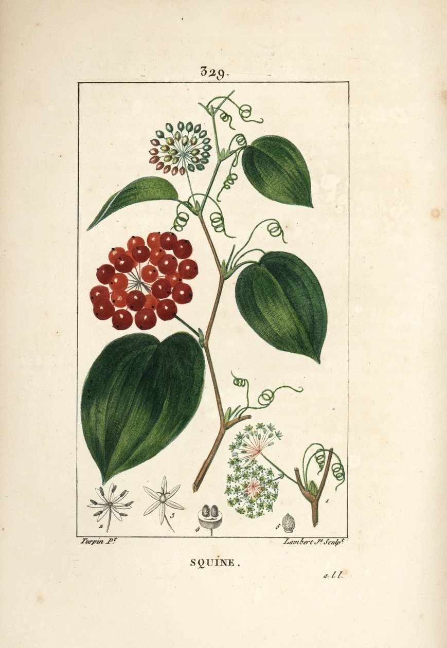 Variedade Smilax - Chinês smilax, porcelana Smilax, com flor, gavinha, folha e fruto. Gravura em chapa de cobre colorida à mão por Lambert Junior a partir de um desenho de Pierre Jean-Francois Turpin de Chaumeton, Poiret e Chamberet "La Flore Medicale,". de Pierre Jean Francois Turpin