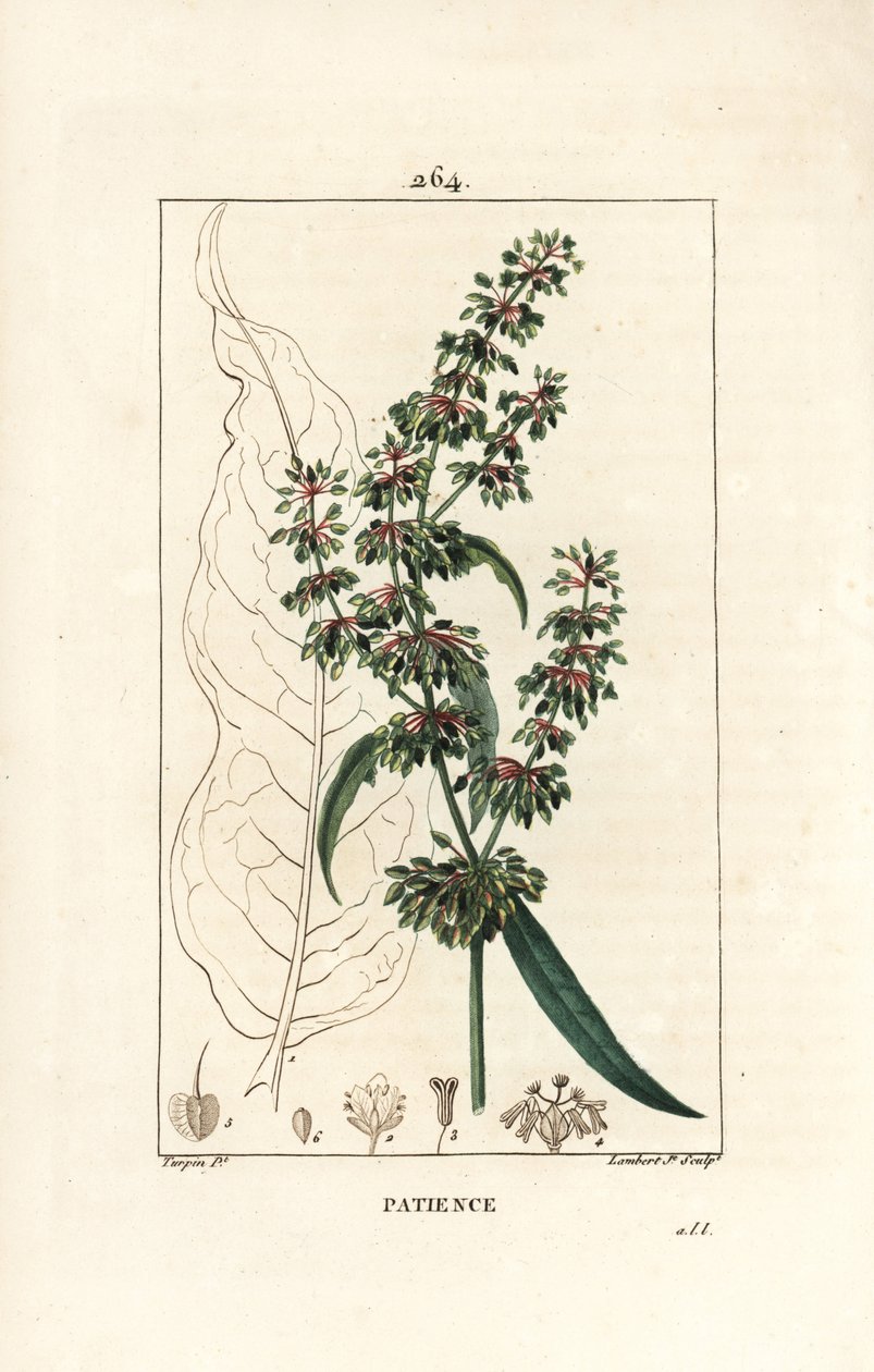 Spinard sorrel ou patience des moines - Doca da paciência, Rumex patientia, com flor, caule, folhas, sementes e contorno de folhas. Gravura de chapa de cobre colorida à mão por Lambert Junior a partir de um desenho de Pierre Jean-Francois Turpin de Chaumet de Pierre Jean Francois Turpin