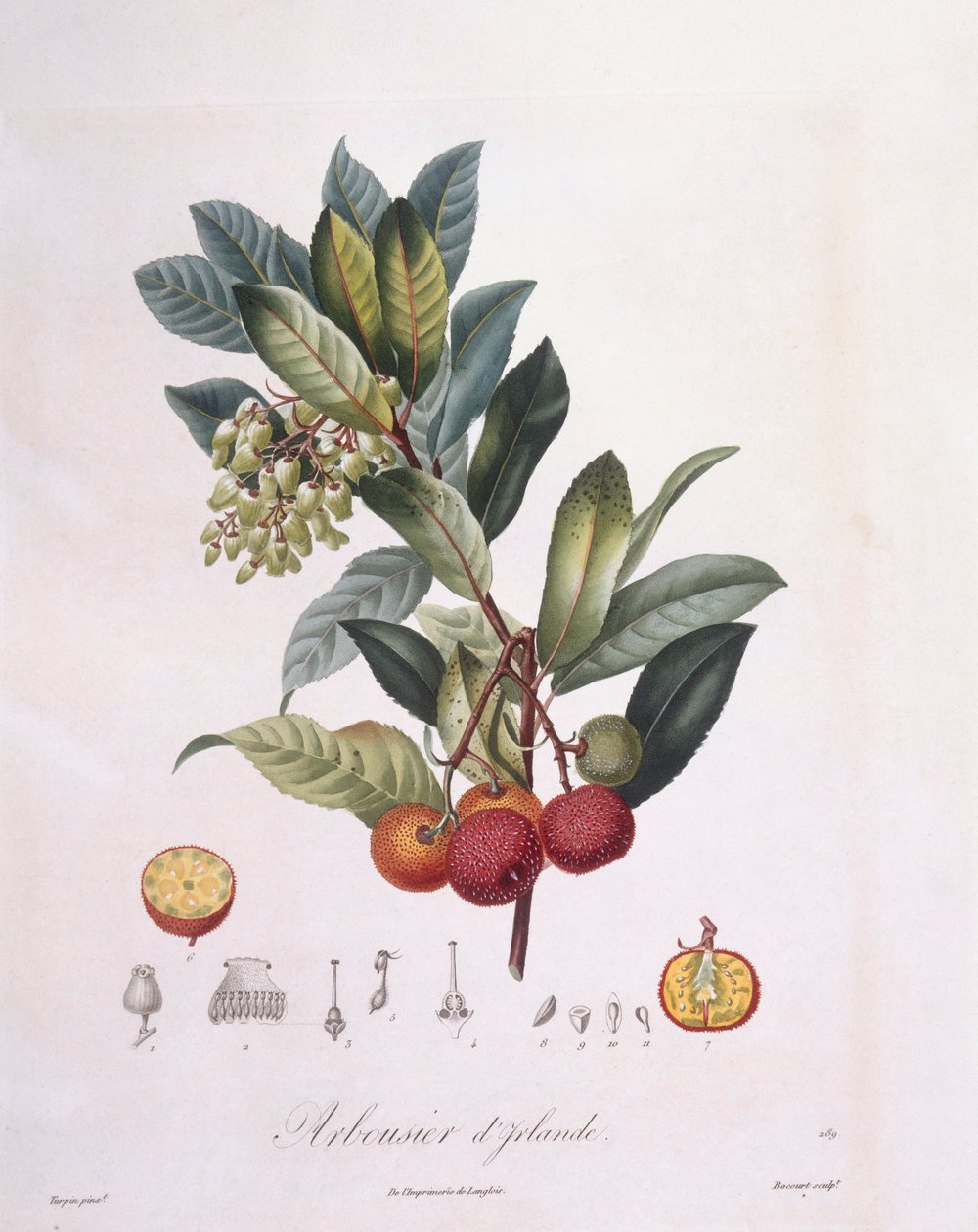 Morangueiro (Arbutus unedo), Henry Louis Duhamel du Monceau, placa botânica de Pierre Jean Francois Turpin de Pierre Jean Francois Turpin
