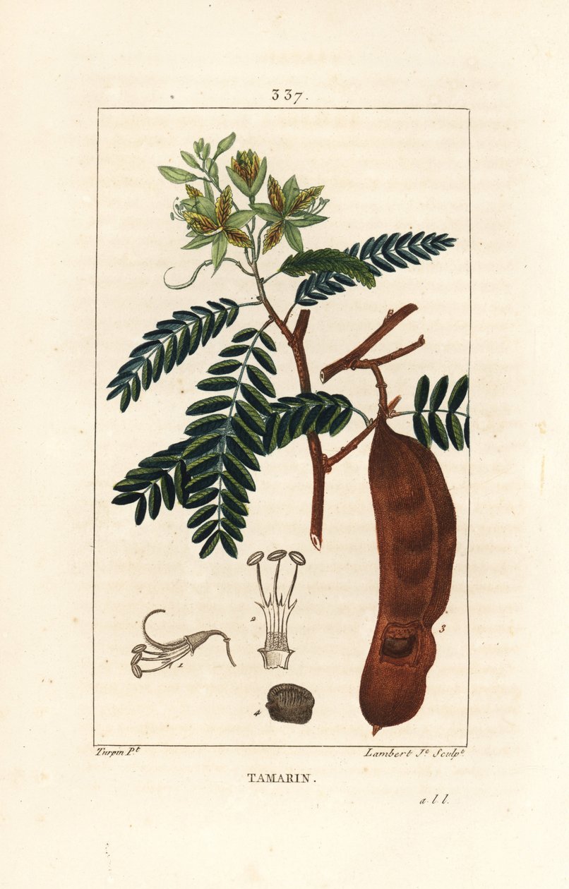 Tamarind - Tamarind, Tamarindus indica, flor de sombra, folha e cápsula de semente. Gravura em chapa de cobre colorida à mão por Lambert Junior a partir de um desenho de Pierre Jean-Francois Turpin de Chaumeton, Poiret e Chamberet "La Flore Medicale", Pari de Pierre Jean Francois Turpin