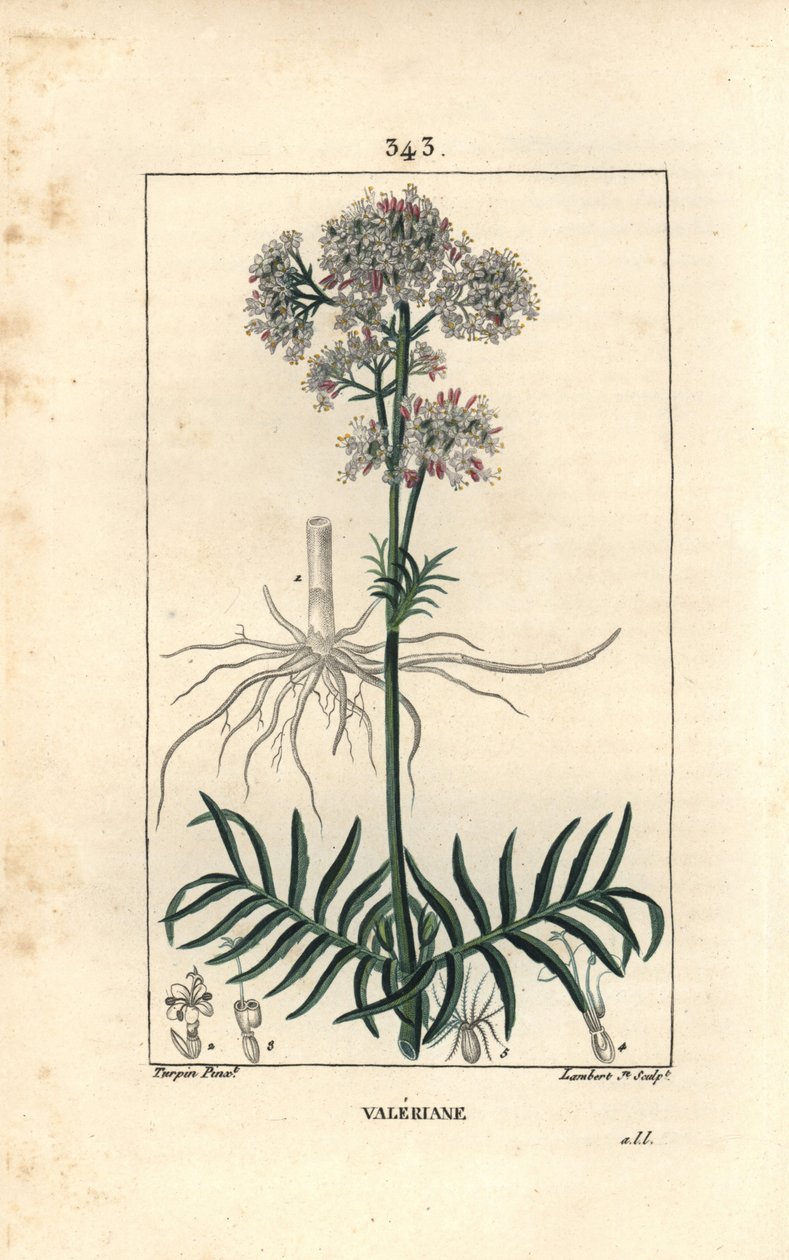 Valeriana das colinas ou Valeriana com folhas pequenas - Valeriana, Valeriana officinalis, com flor, folha, caule e raiz. Gravura de chapa de cobre colorida à mão por Lambert Junior a partir de um desenho de Pierre Jean-Francois Turpin de Chaumeton, Poiret de Pierre Jean Francois Turpin