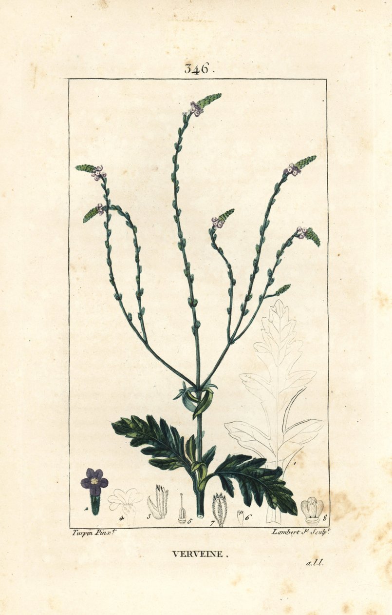 Verbena ou Erva Sagrada, Vénus ou Erva Feiticeira - Vervain, Verbena officinalis. Gravura em chapa de cobre colorida à mão por Lambert Junior a partir de um desenho de Pierre Jean-Francois Turpin de Chaumeton, Poiret e Chamberet, "La Flore Medicale," Par de Pierre Jean Francois Turpin