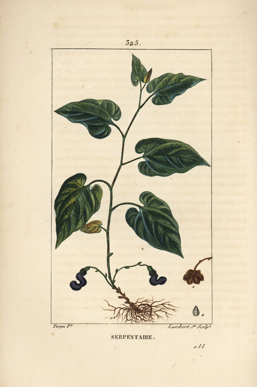 Virginia Snakeroot - Snakeroot da Virgínia, serpente Aristolochia, com flor, folha, talo, semente e raiz. Gravura em chapa de cobre colorida à mão por Lambert Junior a partir de um desenho de Pierre Jean-Francois Turpin de Chaumeton, Poiret e Chamberet