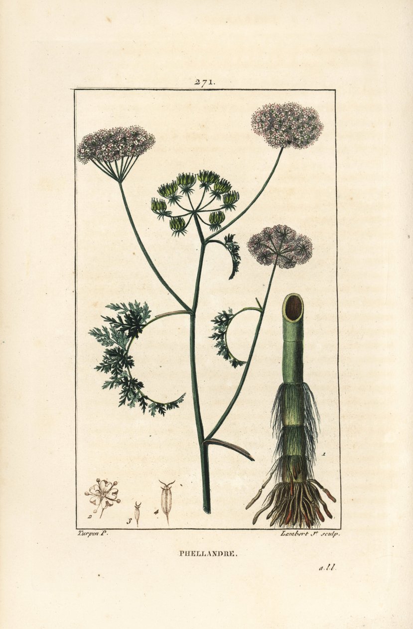Gotas de água ou cicuta de água, Oenanthe aquatica (Phellandrium aquatica), com flor, folha, talo e raiz. Gravura em chapa de cobre colorida à mão por Lambert Junior a partir de um desenho de Pierre Jean-Francois Turpin de Chaumeton, Poiret e Chamberet