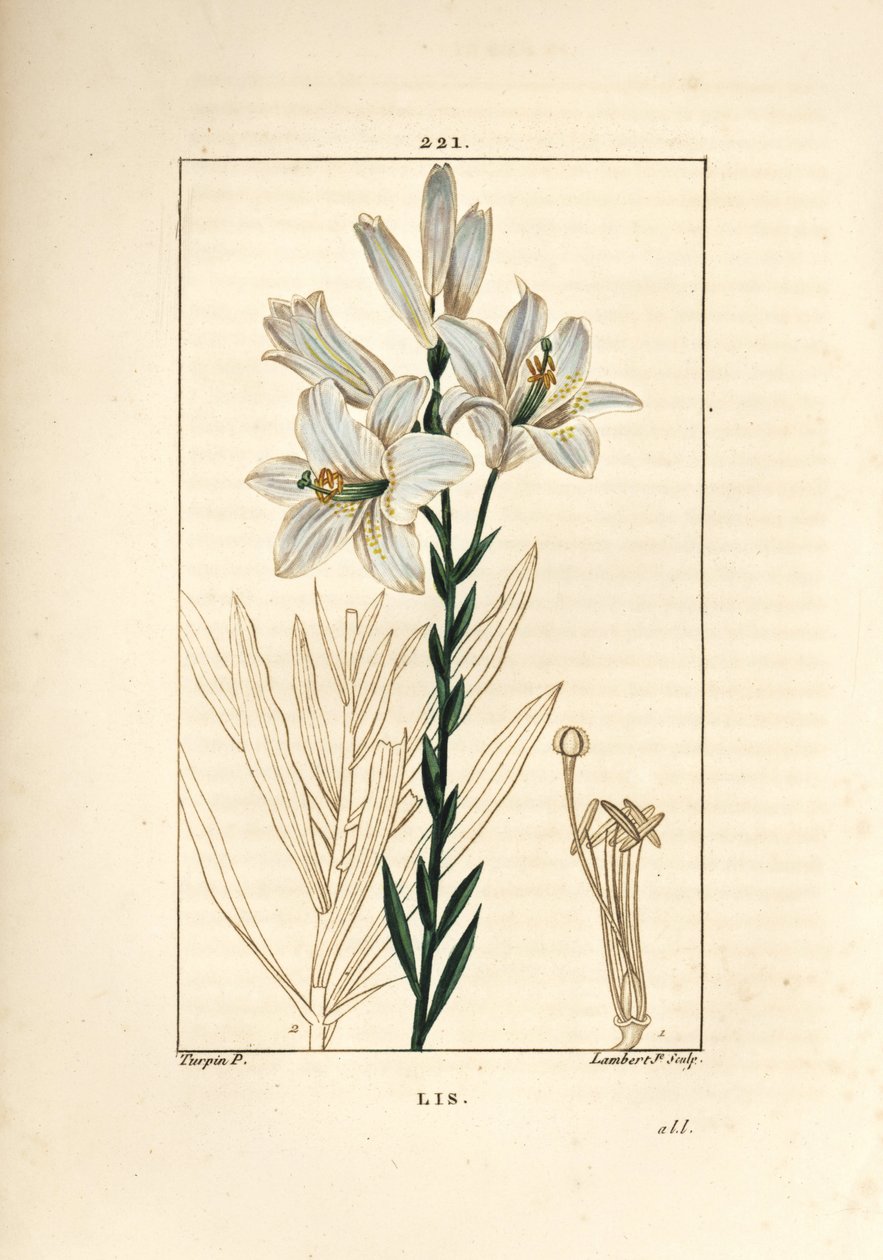 lírio branco ou lírio de madonna - lírio branco, lírio de Lilium candidum. Gravura em chapa de cobre colorida à mão por Lambert Junior a partir de um desenho de Pierre Jean-Francois Turpin de Chaumeton, Poiret e Chamberet "La Flore Medicale", Paris, Pancko de Pierre Jean Francois Turpin