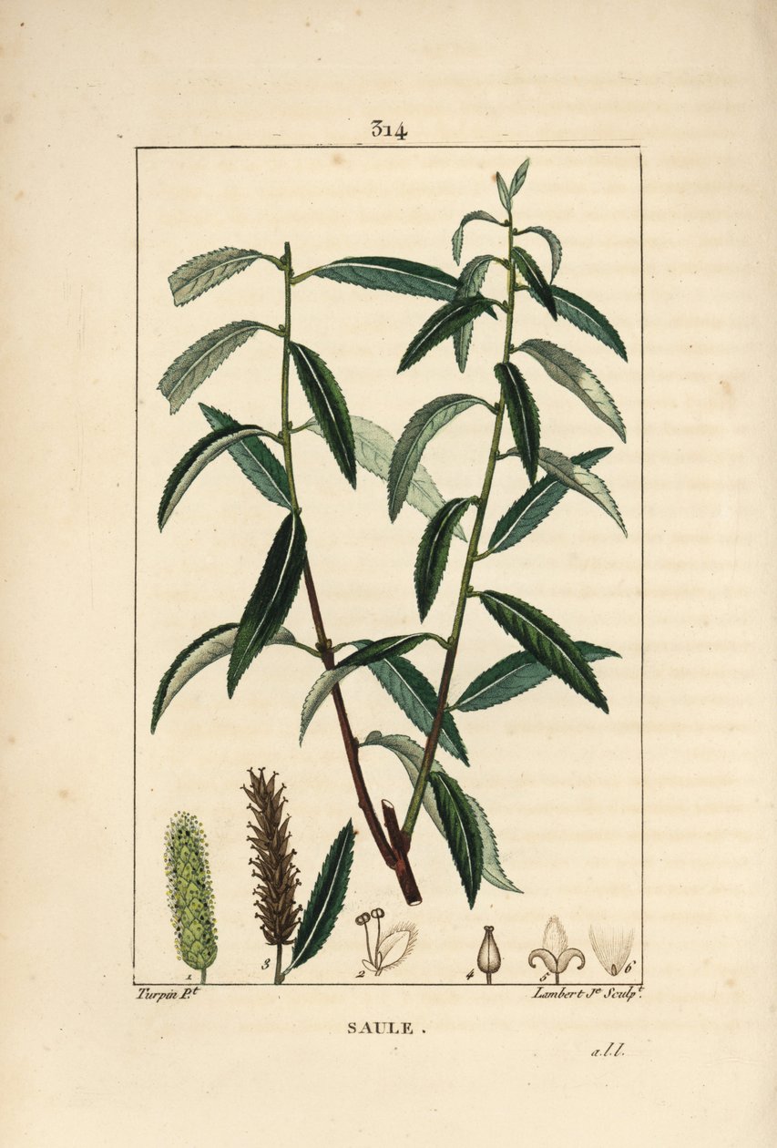 Salgueiro Branco ou Prateado, Vime Branco - Salgueiro branco, Salix alba, com folha, flor, peles de gato macho e fêmea, frutos e sementes. Gravura de chapa de cobre colorida à mão por Lambert Junior a partir de um desenho de Pierre Jean-Francois Turpin de  de Pierre Jean Francois Turpin