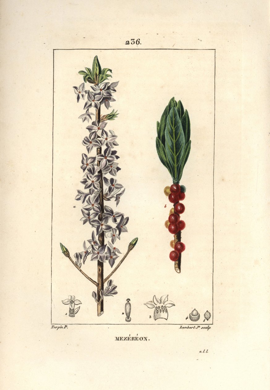 Madeira bonita, bonita, verde, madeira verde, Daphne nice wood - Mezereon, Daphne mezereum. Gravura em chapa de cobre colorida à mão por Lambert Junior a partir de um desenho de Pierre Jean-Francois Turpin de Chaumeton, Poiret e Chamberet, "La Flore Medica de Pierre Jean Francois Turpin