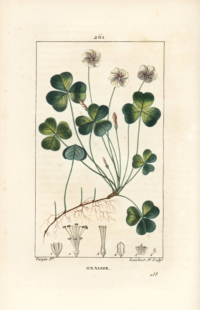 Sorrel de madeira, Oxalide (oxalis) des bois - Sorrel de madeira, Oxalis acetosella, com flor, folha, talo, semente e raiz. Gravura em chapa de cobre colorida à mão por Lambert Junior a partir de um desenho de Pierre Jean-Francois Turpin de Chaumeton, Poir de Pierre Jean Francois Turpin