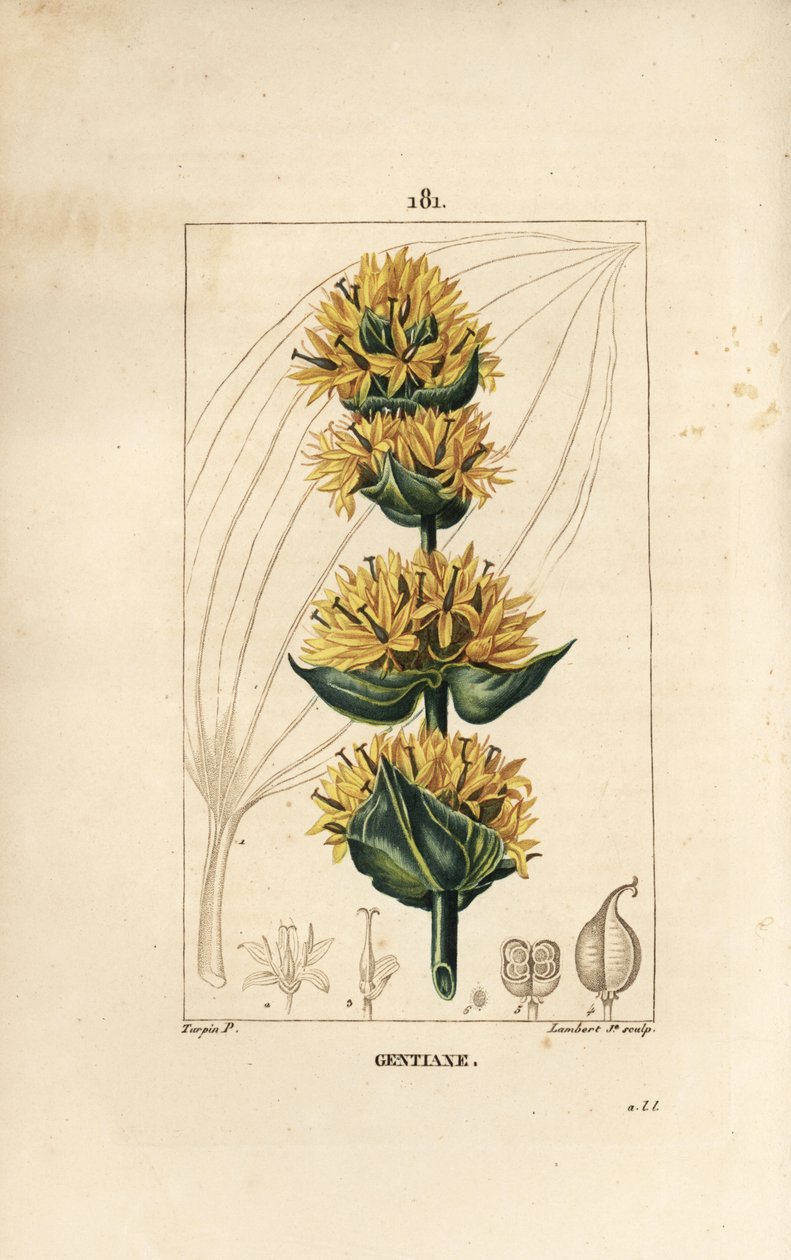 Yellow Gentian ou Great Gentian - Gentian, Gentiana lutea. Gravura em chapa de cobre colorida à mão por Lambert Junior a partir de um desenho de Pierre Jean-Francois Turpin de Chaumeton, Poiret e Chamberet "La Flore Medicale", Paris, Panckoucke de Pierre Jean Francois Turpin