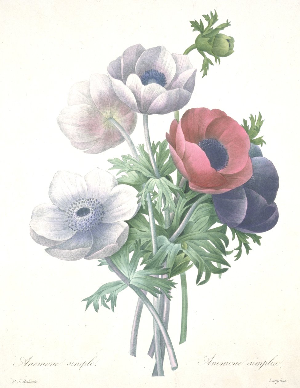 Anemone simple, Anemone simplex, gravado por François Langlois, da Choix des Plus Belle Fleurs et des Plus Beaux Fruits de Pierre Joseph (after) Redoute