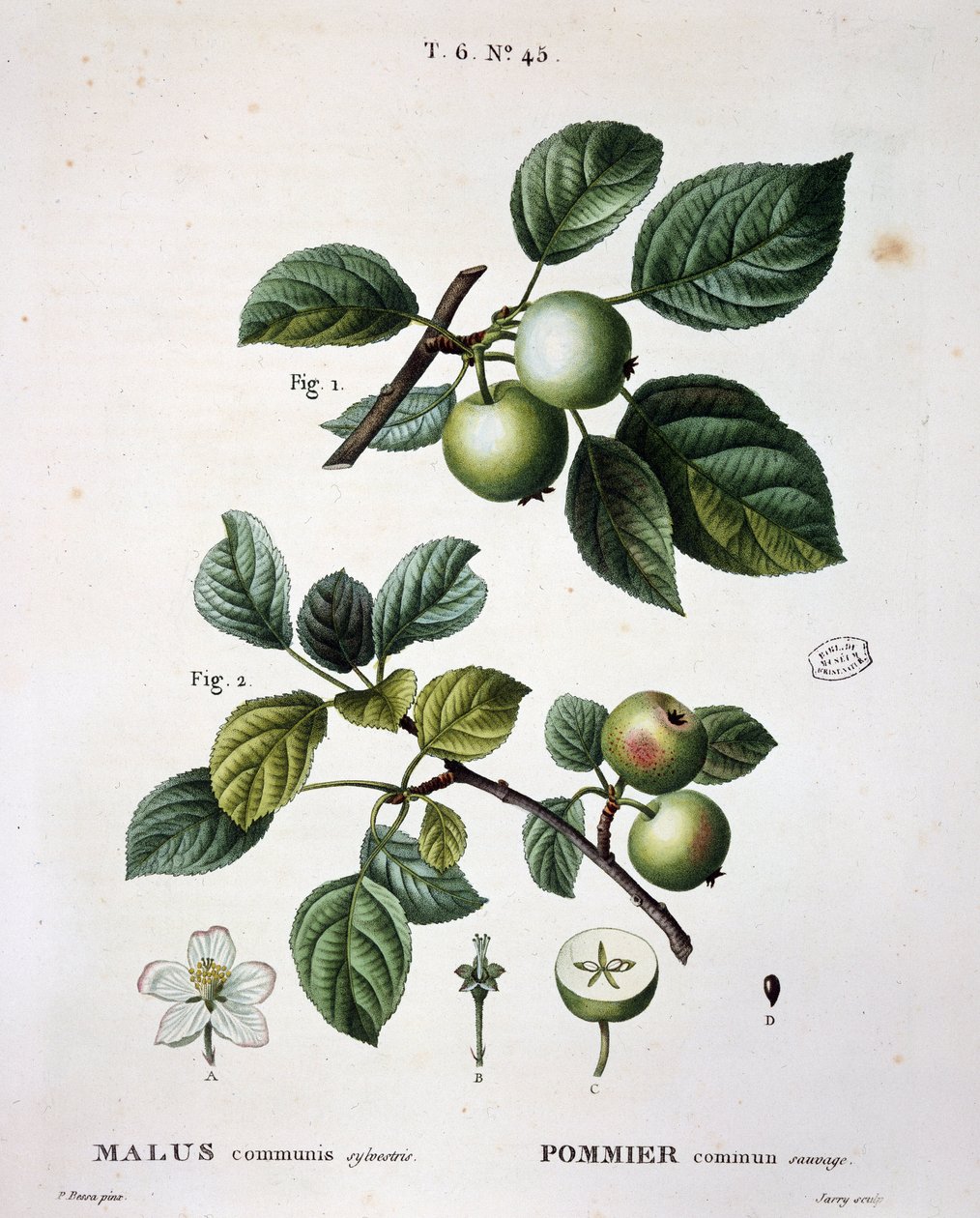 Apple mier commun sauvage - in "Nouveau Duhamel du Monceau ou traité des arbres et shrustes que le culture en France", figuras de acordo com desenhos de P.J. Redoute e P. Bessa, Paris de Pierre Joseph (after) Redoute
