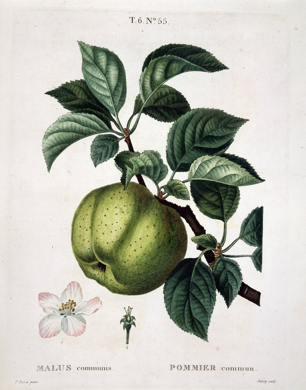 Macieira - em "Nouveau Duhamel du Monceau ou traite des arbres et shrustes qui one cultiva en France", figuras após os desenhos de P.J. Redoute e P. Bessa, Paris de Pierre Joseph (after) Redoute